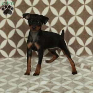 Ingrid, Miniature Pinscher Puppy