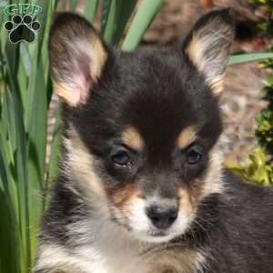 Ingrid, Pembroke Welsh Corgi Puppy