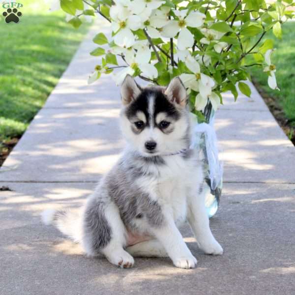 Iris, Pomsky Puppy