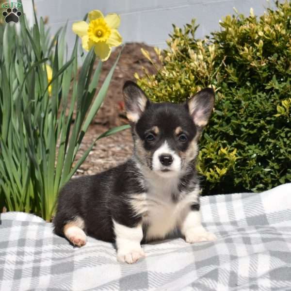 Iris, Pembroke Welsh Corgi Puppy