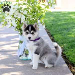 Iris, Pomsky Puppy