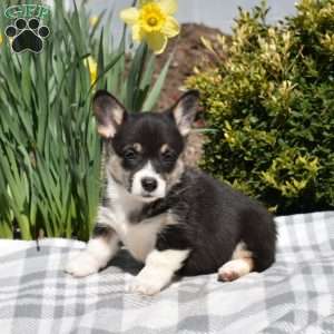 Iris, Pembroke Welsh Corgi Puppy