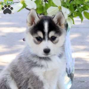 Iris, Pomsky Puppy