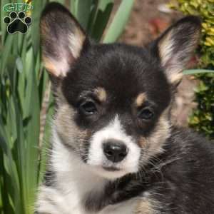 Iris, Pembroke Welsh Corgi Puppy