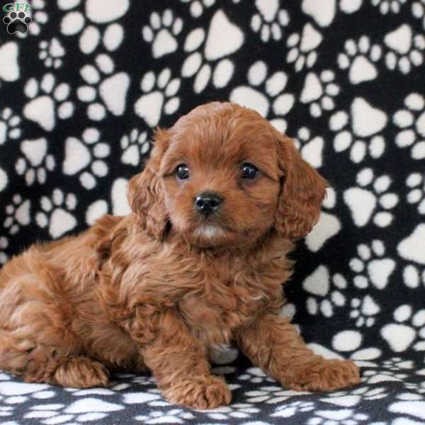 Isaac, Cavapoo Puppy