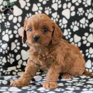 Isaac, Cavapoo Puppy