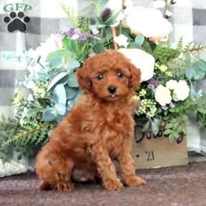 Isaac, Miniature Poodle Puppy