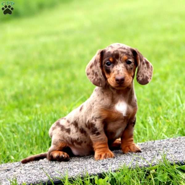 Isaac-Mini, Dachshund Puppy