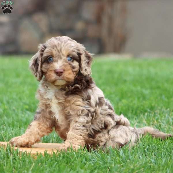 Isaac, Cavapoo Puppy