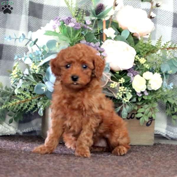 Isaac, Miniature Poodle Puppy