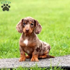 Isaac-Mini, Dachshund Puppy
