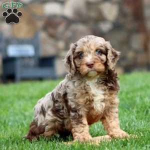 Isaac, Cavapoo Puppy