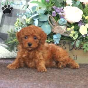 Isaac, Miniature Poodle Puppy