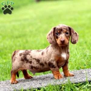 Isaac-Mini, Dachshund Puppy