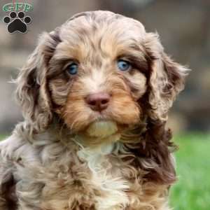 Isaac, Cavapoo Puppy