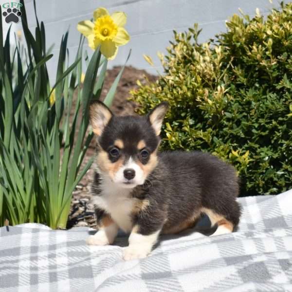 Isabella, Pembroke Welsh Corgi Puppy