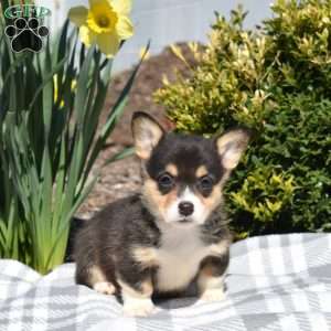 Isabella, Pembroke Welsh Corgi Puppy