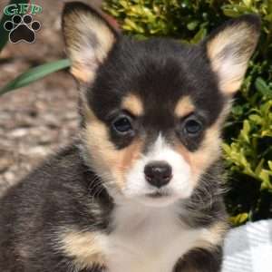 Isabella, Pembroke Welsh Corgi Puppy