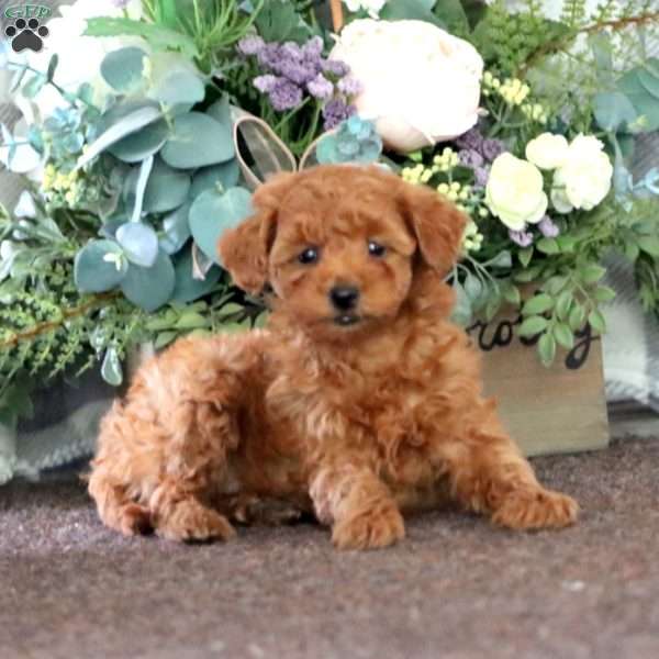 Isabelle, Miniature Poodle Puppy