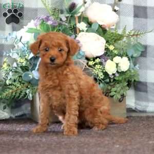 Isabelle, Miniature Poodle Puppy