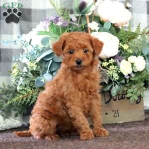 Isabelle, Miniature Poodle Puppy