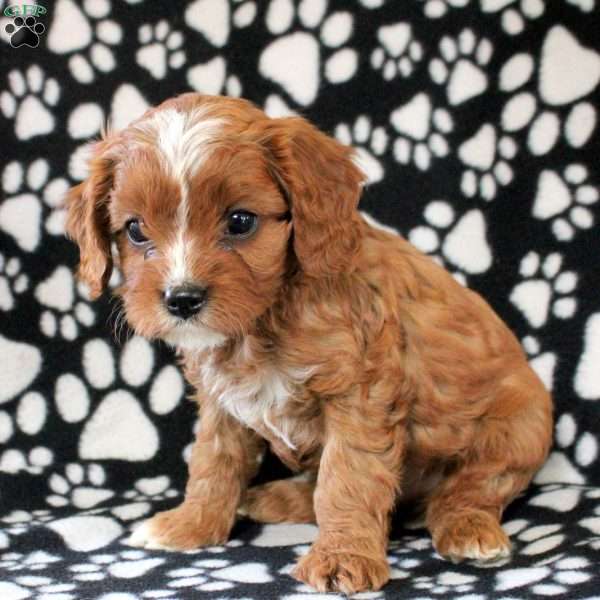 Isaiah, Cavapoo Puppy