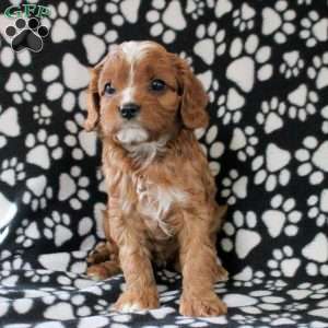 Isaiah, Cavapoo Puppy