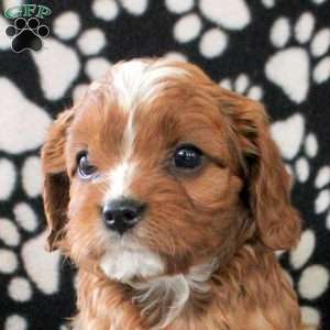 Isaiah, Cavapoo Puppy