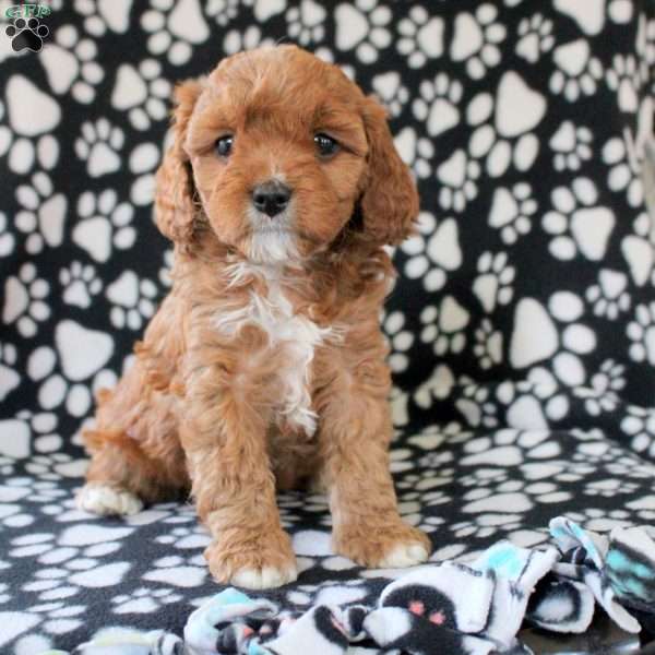 Isla, Cavapoo Puppy