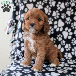 Isla, Cavapoo Puppy