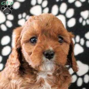 Isla, Cavapoo Puppy