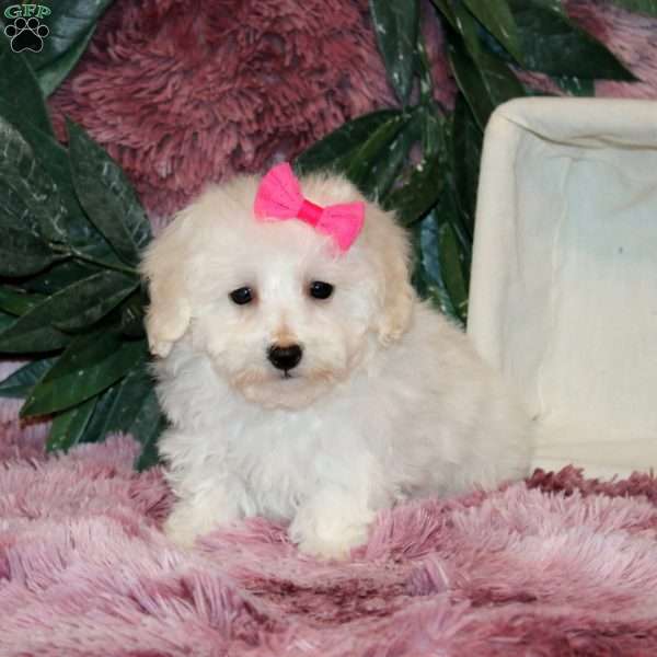 Itzy, Bichon Frise Puppy