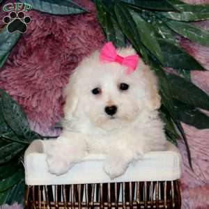 Itzy, Bichon Frise Puppy
