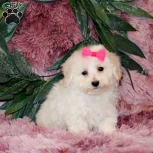 Itzy, Bichon Frise Puppy