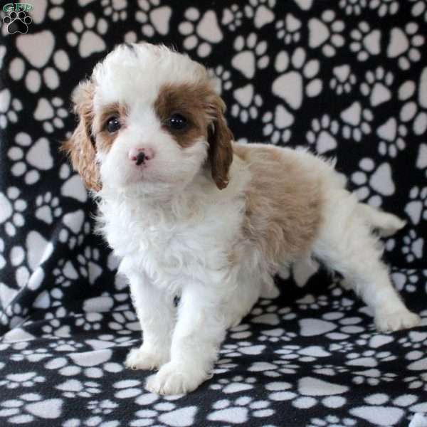 Ivan, Cavapoo Puppy