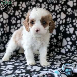Ivan, Cavapoo Puppy