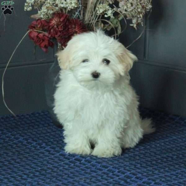 Ivy, Maltese Puppy