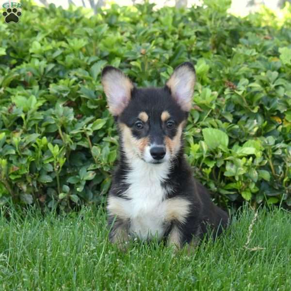Ivy, Pembroke Welsh Corgi Puppy