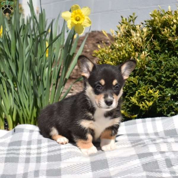 Ivy, Pembroke Welsh Corgi Puppy