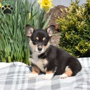 Ivy, Pembroke Welsh Corgi Puppy