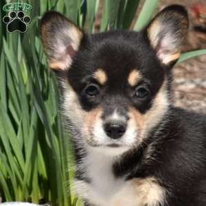 Ivy, Pembroke Welsh Corgi Puppy