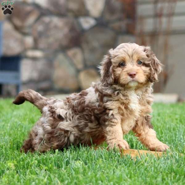 Ivy, Cavapoo Puppy