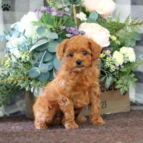 Ivy, Miniature Poodle Puppy