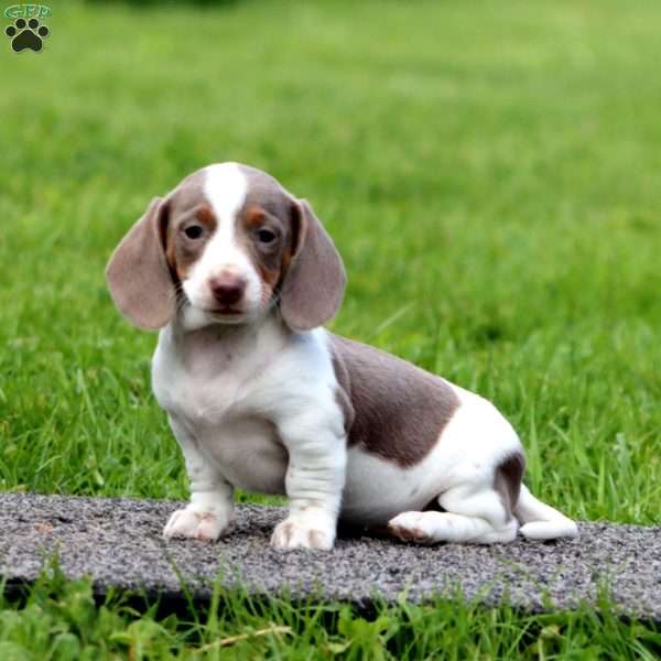Ivy-Mini, Dachshund Puppy