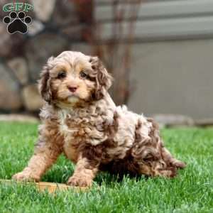 Ivy, Cavapoo Puppy