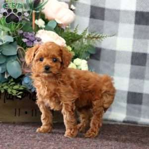 Ivy, Miniature Poodle Puppy