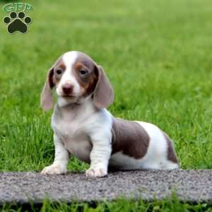 Ivy-Mini, Dachshund Puppy