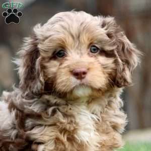 Ivy, Cavapoo Puppy