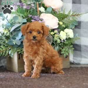 Ivy, Miniature Poodle Puppy