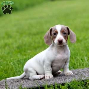 Ivy-Mini, Dachshund Puppy